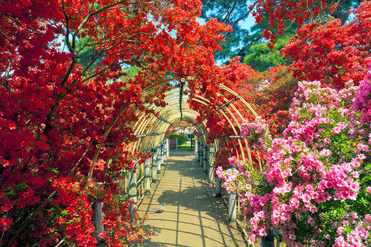 🌸 마츠가오카 공원(마츠가오카 코엔) 이미지 15